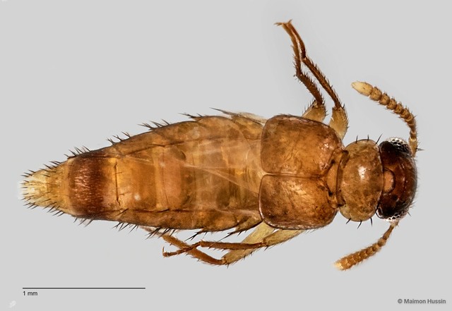 Staphylinidae sp. "cf. Lomechusini ZRCBDP0058867"•&copy; Maimon Hussin•All Rights Reserved