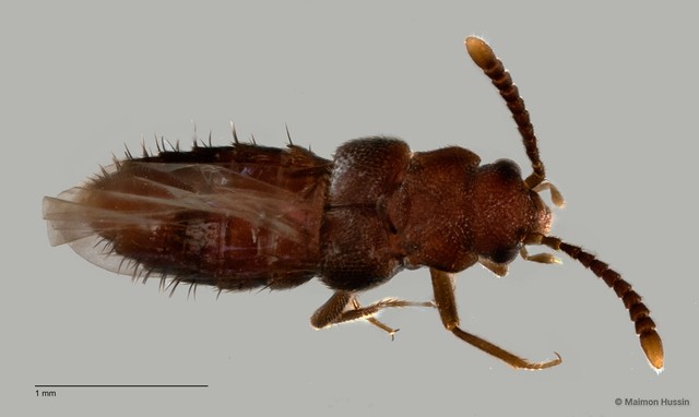 Staphylinidae sp. "cf. Lomechusini ZRCBDP0060027"•&copy; Maimon Hussin•All Rights Reserved