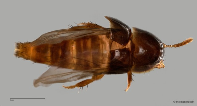 Staphylinidae sp. "cf. Pygostenini ZRCBDP0060533"•&copy; Maimon Hussin•All Rights Reserved