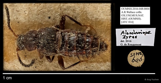Staphylinidae sp. "cf. Zyras AYC 014"•&copy; Ang Yuchen•All Rights Reserved