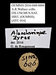 Staphylinidae sp. "cf. Zyras AYC 014"•All Rights ReservedMuseum Label