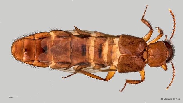 Staphylinidae sp. "cf. Zyras ZRCBDP0058821"•&copy; Maimon Hussin•All Rights Reserved