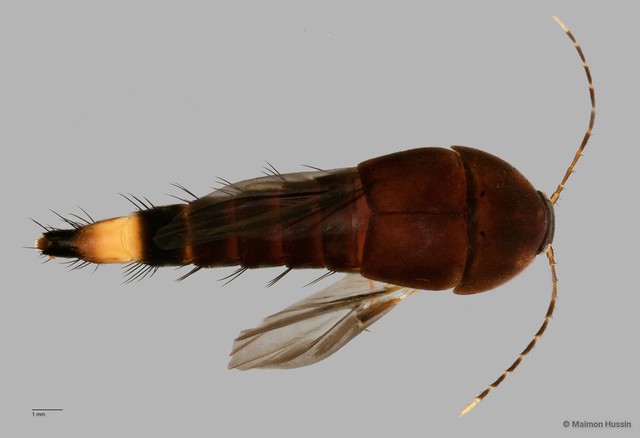 Aleocharinae sp. "ZRCBDP000063721"•&copy; Maimon Hussin•All Rights Reserved