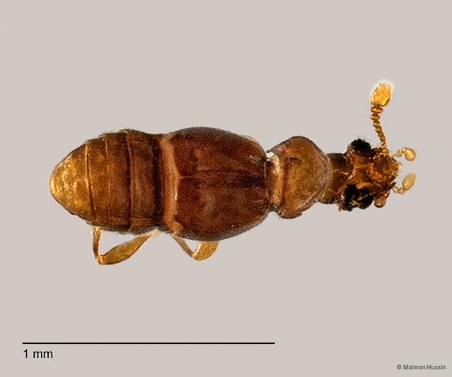 Pselaphinae sp. "ZRCBDP0060035"•&copy; Maimon Hussin•All Rights Reserved