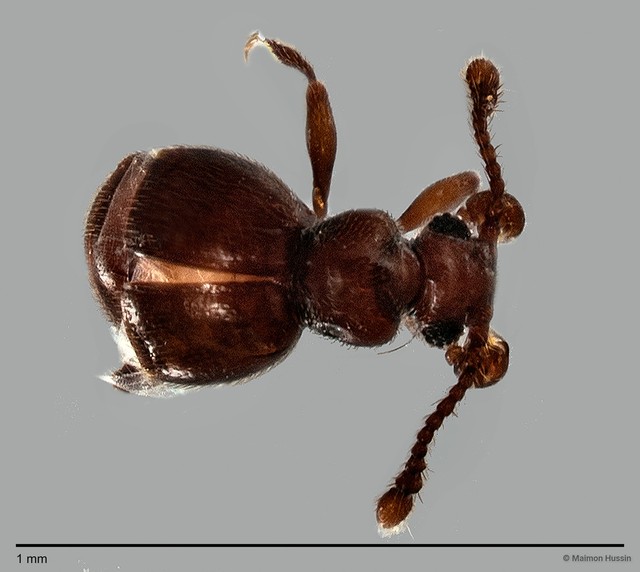 Pselaphinae sp. "ZRCBDP0060048"•&copy; Maimon Hussin•All Rights Reserved