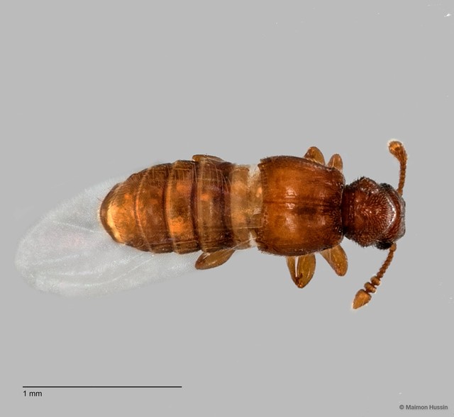 Pselaphinae sp. "ZRCBDP0060079"•&copy; Maimon Hussin•All Rights Reserved