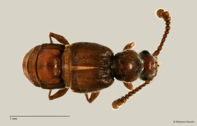 Staphylinidae sp. "ZRCBDP0060502"•&copy; Maimon Hussin•All Rights Reserved