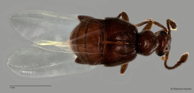 Pselaphinae sp. "ZRCBDP0060505"•&copy; Maimon Hussin•All Rights Reserved