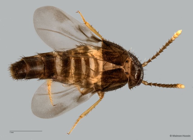 Aleocharinae sp. "ZRCBDP0060544"•&copy; Maimon Hussin•All Rights Reserved