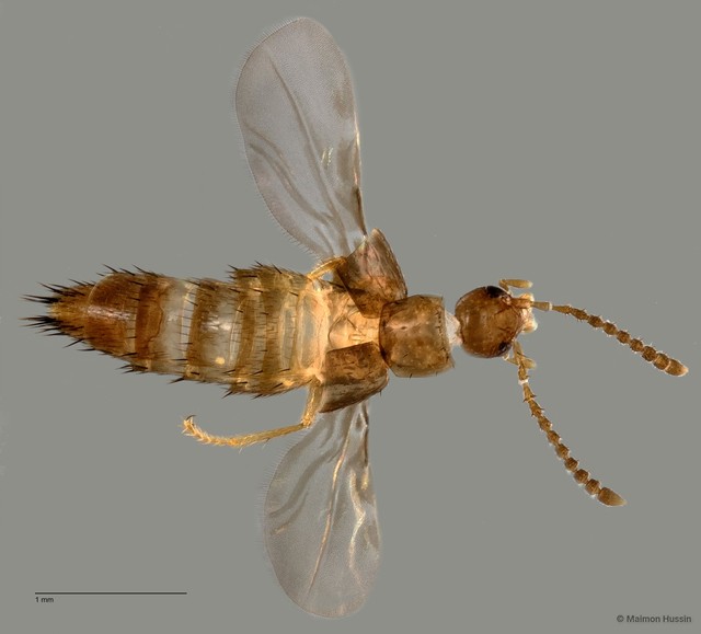 Aleocharinae sp. "ZRCBDP0060578"•&copy; Maimon Hussin•All Rights Reserved