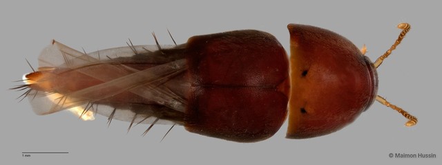 Tachyporinae sp. "ZRCBDP0063717"•&copy; Maimon Hussin•All Rights Reserved