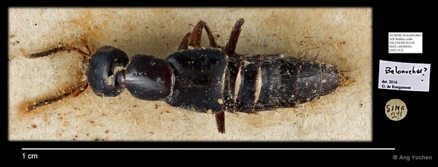 Belonuchus sp. "cf. AYC 013"•&copy; Ang Yuchen•All Rights Reserved