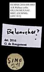 Belonuchus sp. "cf. AYC 013"•All Rights ReservedMuseum Label