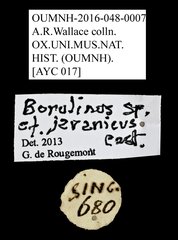 Borolinus sp. "cf. javanicus"•All Rights ReservedMuseum Label