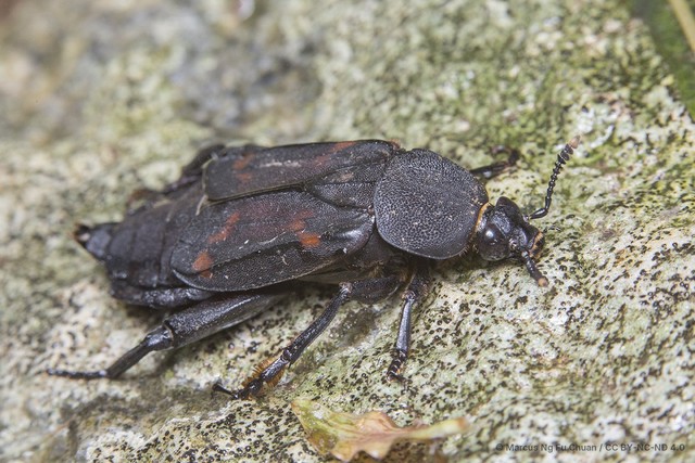 Diamesus osculans•&copy; Marcus Ng Fu Chuan•CC BY-NC-ND 4.0