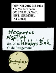Hesperus hobbyi•All Rights ReservedMuseum Label
