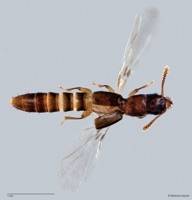 Lispinus sp. "ZRCBDP0058835"•&copy; Maimon Hussin•All Rights Reserved