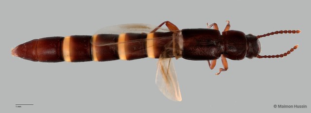 Lispinus sp. "ZRCBDP0060054"•&copy; Maimon Hussin•All Rights Reserved