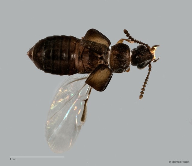 Paraphloeostiba sp. "ZRCBDP0058885"•&copy; Maimon Hussin•All Rights Reserved