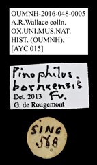Pinopellis borneensis•All Rights ReservedMuseum Label