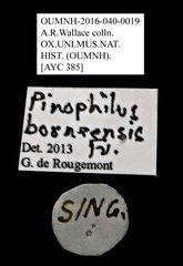 Pinopellis borneensis•All Rights ReservedMuseum Label