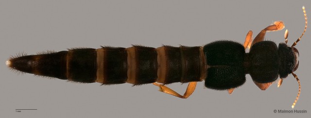 Pinophilus sp. "ZRCBDP0060554"•&copy; Maimon Hussin•All Rights Reserved