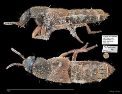Platydracus sp. "AYC 011"•&copy; Ang Yuchen•All Rights Reserved