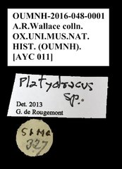 Platydracus sp. "AYC 011"•All Rights ReservedMuseum Label