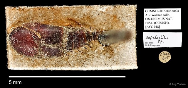 Sepedophilus sp. "AYC 018"•&copy; Ang Yuchen•All Rights Reserved