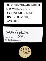 Sepedophilus sp. "AYC 018"•All Rights ReservedMuseum Label