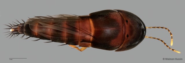 Sepedophilus sp. "ZRCBDP0058811"•&copy; Maimon Hussin•All Rights Reserved