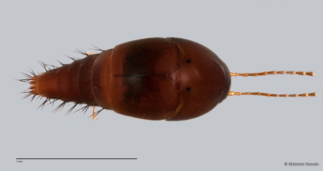 Sepedophilus sp. "ZRCBDP0058817"•&copy; Maimon Hussin•All Rights Reserved