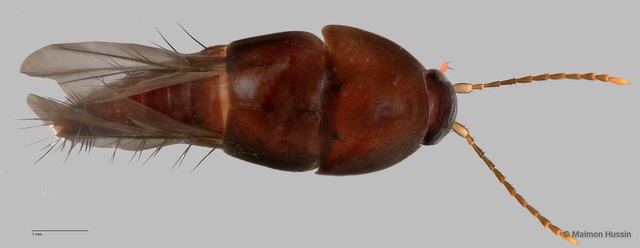Sepedophilus sp. "ZRCBDP0058822"•&copy; Maimon Hussin•All Rights Reserved