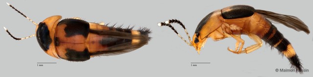 Sepedophilus sp. "ZRCBDP0071810"•&copy; Maimon Hussin•All Rights Reserved