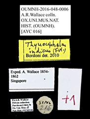 Thyreocephalus indicus•All Rights ReservedMuseum Label