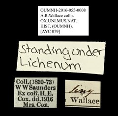 Tenebrionidae sp. "AYC 079"•All Rights ReservedMuseum Label