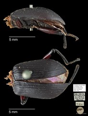 Tenebrionidae sp. "AYC 156"•&copy; Ang Yuchen•All Rights Reserved