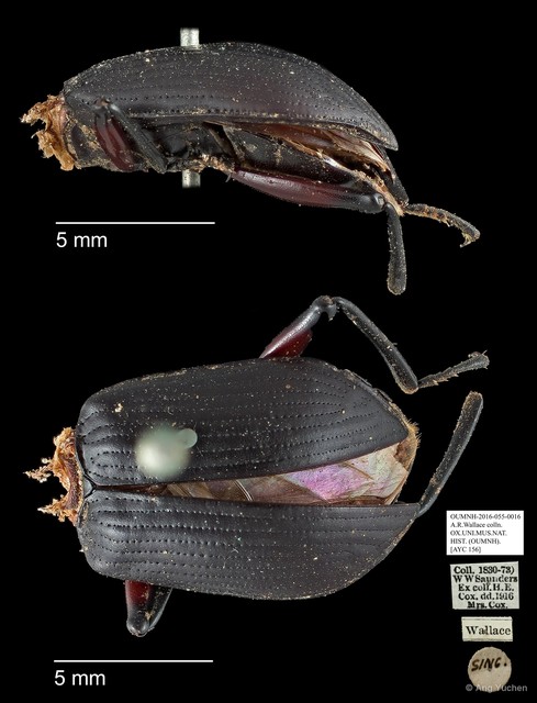 Tenebrionidae sp. "AYC 156"•&copy; Ang Yuchen•All Rights Reserved