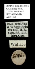 Tenebrionidae sp. "AYC 156"•All Rights ReservedMuseum Label
