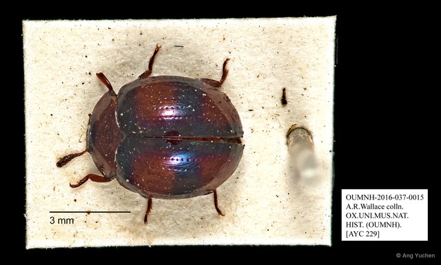 Tenebrionidae sp. "AYC 229"•&copy; Ang Yuchen•All Rights Reserved