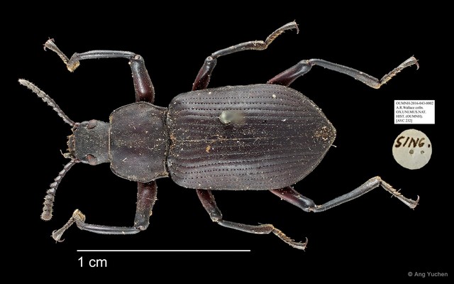 Tenebrionidae sp. "AYC 232"•&copy; Ang Yuchen•All Rights Reserved