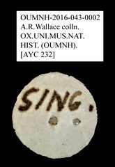 Tenebrionidae sp. "AYC 232"•All Rights ReservedMuseum Label