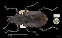 Tenebrionidae sp. "AYC 233"•&copy; Ang Yuchen•All Rights Reserved