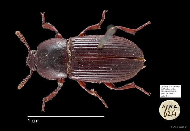 Tenebrionidae sp. "AYC 234"•&copy; Ang Yuchen•All Rights Reserved