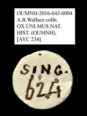 Tenebrionidae sp. "AYC 234"•All Rights ReservedMuseum Label