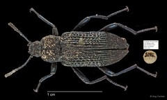 Tenebrionidae sp. "AYC 235"•&copy; Ang Yuchen•All Rights Reserved