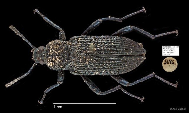 Tenebrionidae sp. "AYC 235"•&copy; Ang Yuchen•All Rights Reserved
