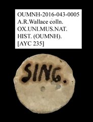 Tenebrionidae sp. "AYC 235"•All Rights ReservedMuseum Label