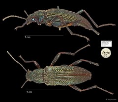 Tenebrionidae sp. "AYC 236"•&copy; Ang Yuchen•All Rights Reserved