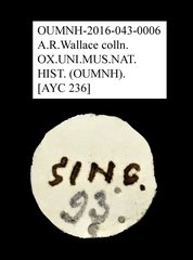 Tenebrionidae sp. "AYC 236"•All Rights ReservedMuseum Label